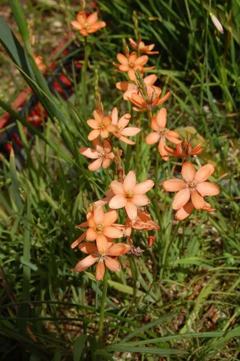 Ixia pumilio