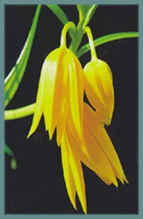 Littonia modesta