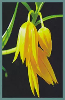 Littonia modesta