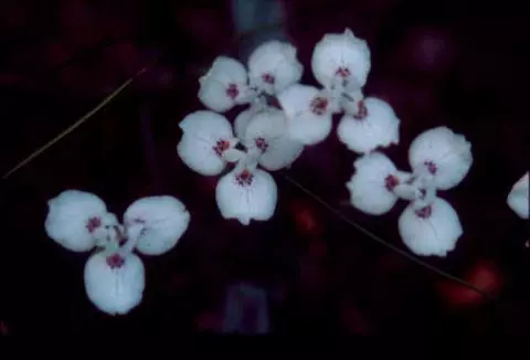 Moraea barnardii