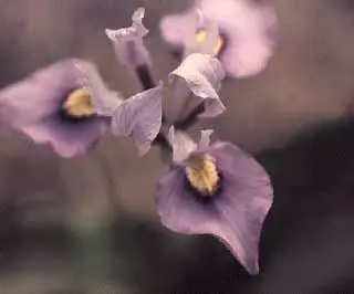 Moraea ciliata