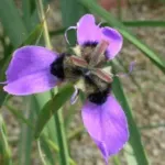 Moraea loubseri