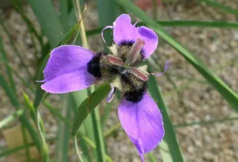 Moraea loubseri