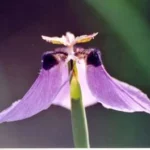 Moraea loubseri — Moraea