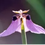 Moraea loubseri — Moraea