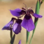 Moraea loubseri — loubseri