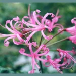 Nerine filifolia
