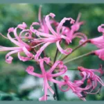 Nerine filifolia