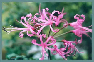 Nerine filifolia
