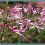 Nerine filifolia — Nerine
