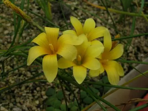Romulea diversiformis