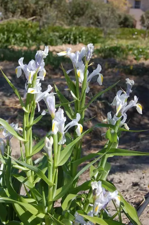 Iris magnifica