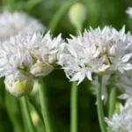 Allium amplectens