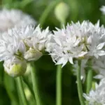 Allium amplectens