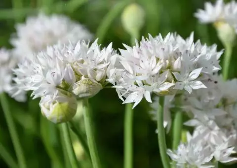 Allium amplectens