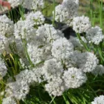 Allium amplectens — amplectens