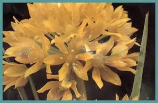 Allium moly