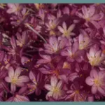 Colchicum byzantinum
