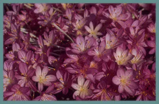 Colchicum byzantinum