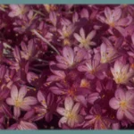Colchicum byzantinum