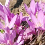 Colchicum byzantinum — Colchicum