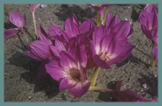 Colchicum speciosum speciosum
