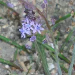 Scilla autumnalis