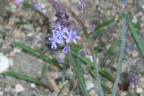 Scilla autumnalis