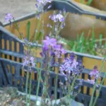 Scilla autumnalis — Scilla
