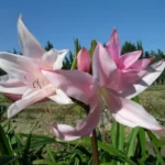 Amarcrinum howardii