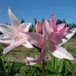 Amarcrinum howardii