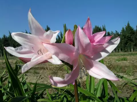 Amarcrinum howardii