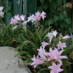 Amarcrinum howardii — Amarcrinum