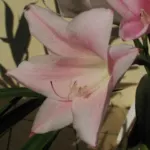 Amarcrinum howardii — howardii