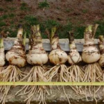 Amarcrinum howardii — tubergeni