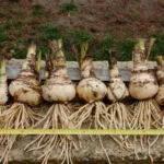 Amarcrinum howardii — tubergeni