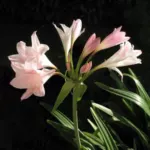 Amarcrinum howardii — memori-corsi