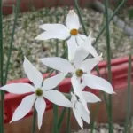 Narcissus elegans