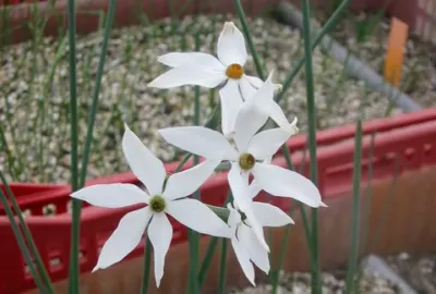 Narcissus elegans