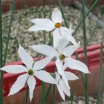 Narcissus elegans