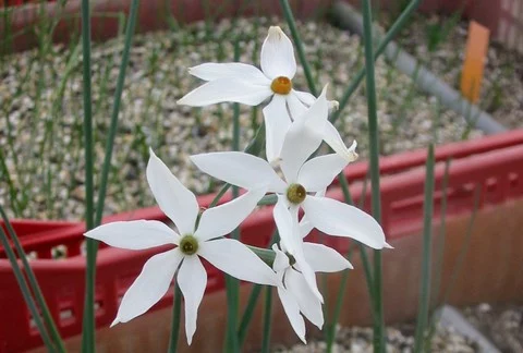 Narcissus elegans