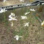 Narcissus elegans — Narcissus
