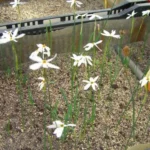 Narcissus elegans — photo 2