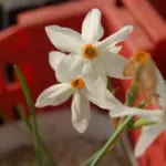 Narcissus elegans — elegans