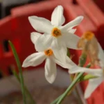 Narcissus elegans — photo 3