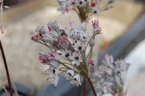 Allium callimischon var. haemostrictum