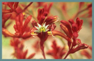 Anigozanthos manglesii X hybride