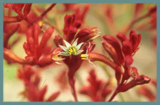 Anigozanthos manglesii X hybride