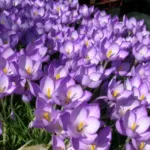Crocus goulimyi