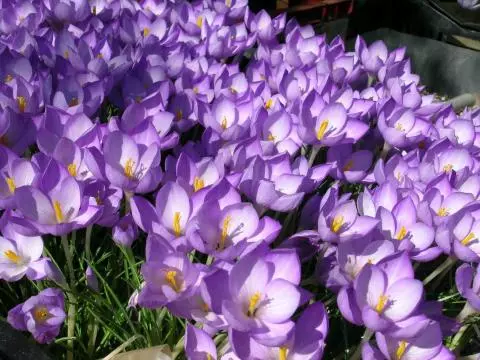 Crocus goulimyi